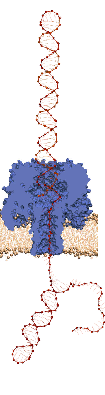 Unzipping DNA