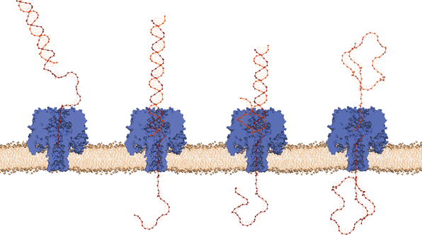 Unzipping DNA